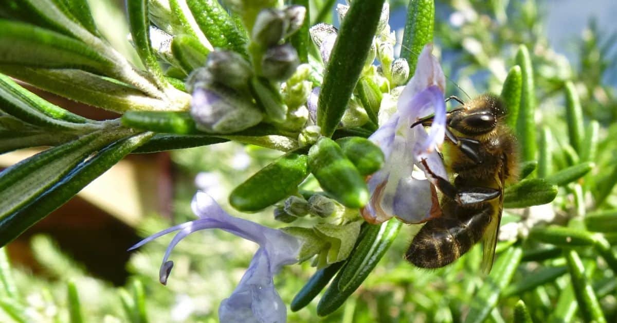 abeja en aceite esencial romero